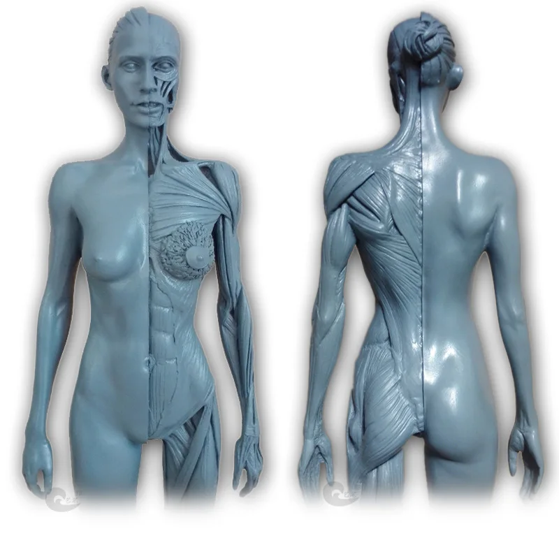 30 cm Višina Človeških Anatomskih Anatomija Lobanje Krvi Kiparstvo Glavo Telo Model Mišic, Kosti, Moški in Ženski Model