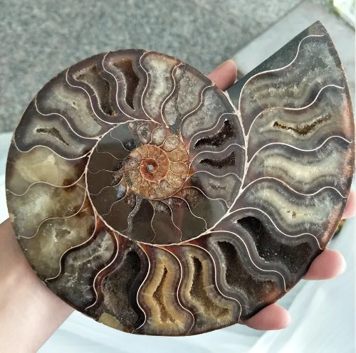 Velika velikost madagaskar fosili mavrična ammonite naravni kamni in minerali, vzorec