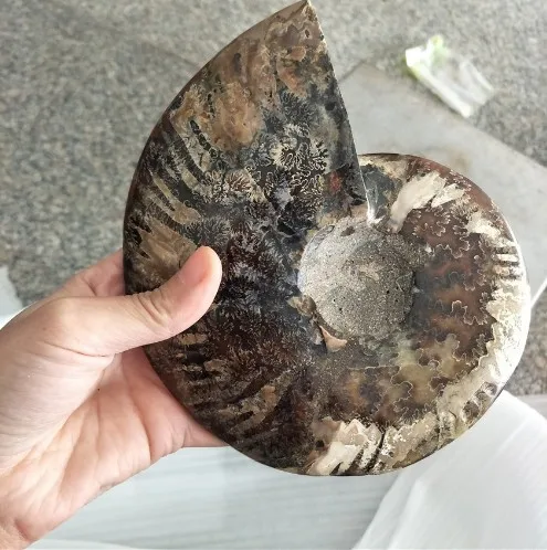 Velika velikost madagaskar fosili mavrična ammonite naravni kamni in minerali, vzorec