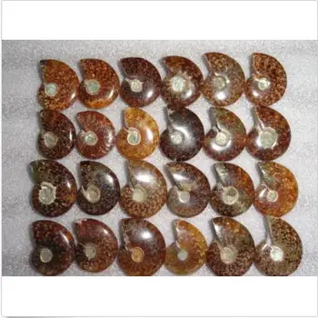 Naravni conch polirani Jade Vzorec Ammonite Fosilnih Madagaskar -1PC